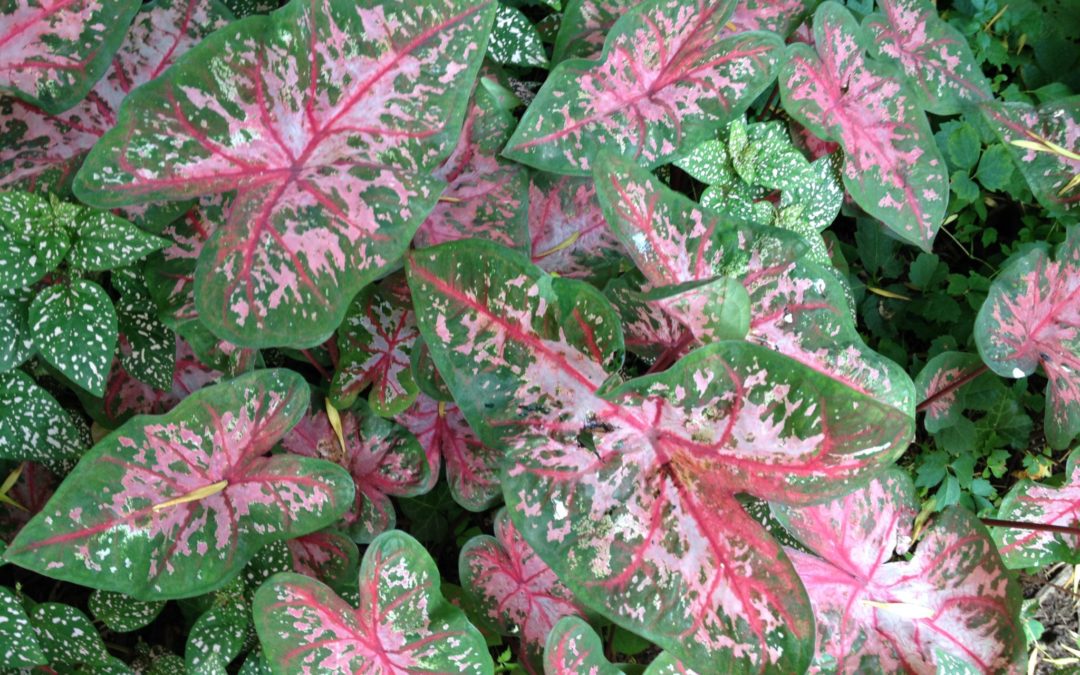 Caladiums