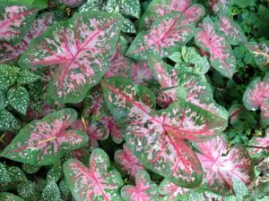 Caladiums